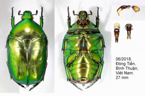 Réf. 244 600 : Protaetia pretiosa